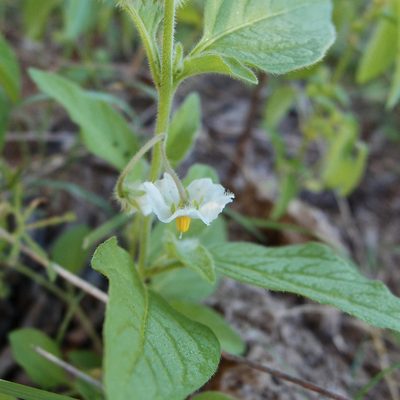 Solanum deflexum, photographed by Sue Carnahan