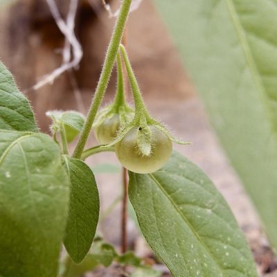 Solanum deflexum, photographed by Sue Carnahan
