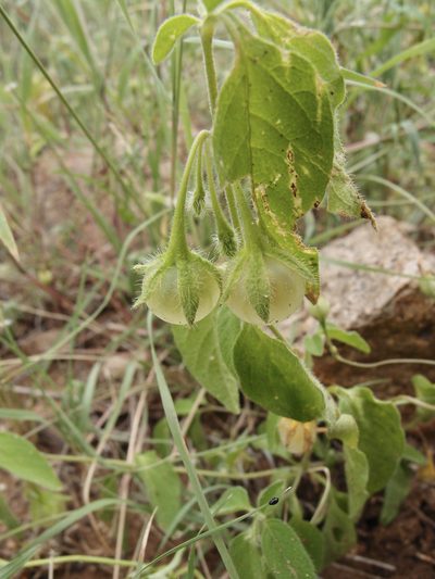 Solanum deflexum, photographed by Sue Carnahan