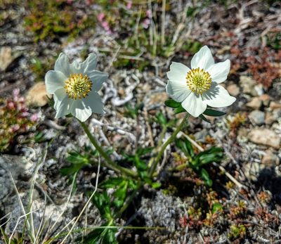 Anemonastrum sibiricum, photographed by Erin McKittrick