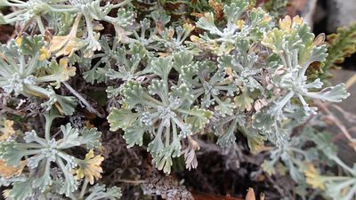 Artemisia alaskana, photographed by Allan Harris