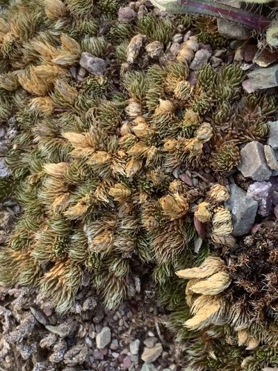 Selaginella standleyi, photographed by Spencer Quayle