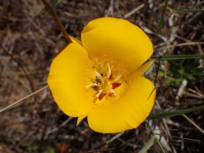 Calochortus clavatus, photographed by George Williams
