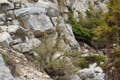 Larix lyallii, photographed by Spencer Quayle