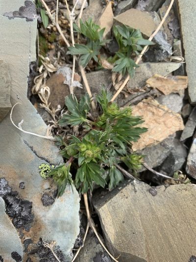 Potentilla drummondii, photographed by Spencer Quayle