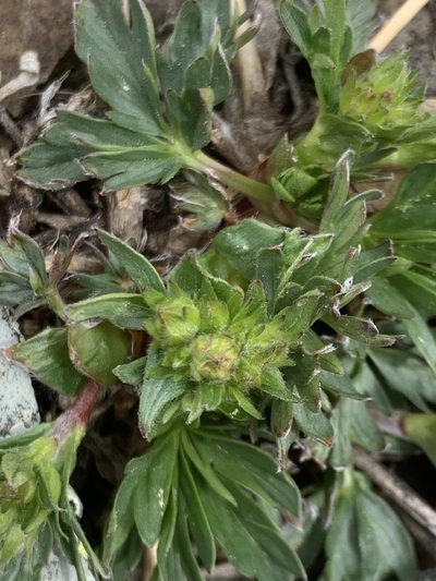 Potentilla drummondii, photographed by Spencer Quayle