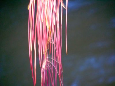 Cissus alata, photographed by Francisco Farriols Sarabia