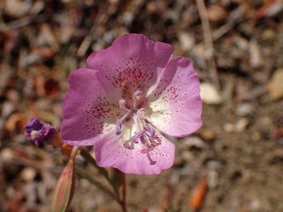 Clarkia bottae, photographed by George Williams