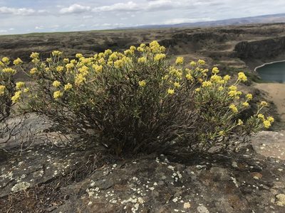 Eriogonum sphaerocephalum, photographed by Lindsey Salmonson