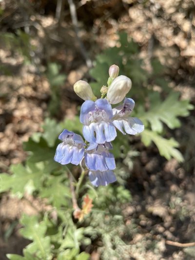 Penstemon comarrhenus, photographed by Grant Chovil