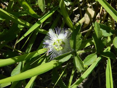 Passiflora chrysophylla, photographed by Eduardo Luis Beltrocco
