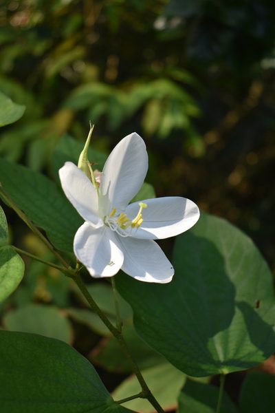 Bauhinia acuminata, photographed by Vis M