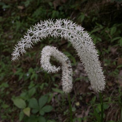 Chamaelirium luteum, photographed by Christopher Zacharias