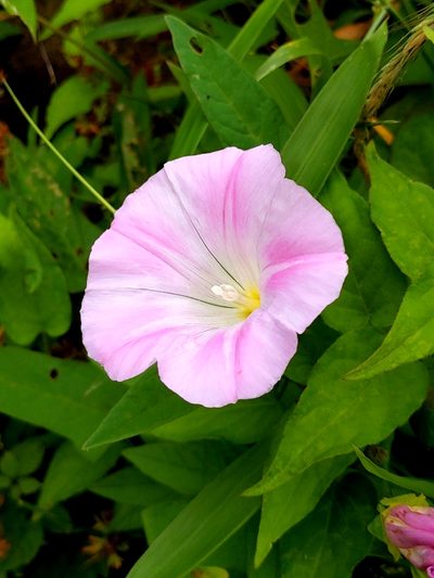 Calystegia pubescens, photographed by MUNENORI YAMAKAWA