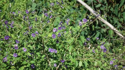 Lycianthes rantonnetii, photographed by Shaun Swanepoel