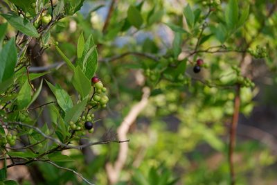 Vaccinium corymbosum, photographed by Bonnie Semmling