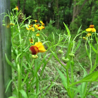 Helenium elegans, photographed by Annika Lindqvist