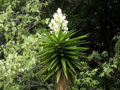 Yucca gigantea, photographed by Kai Squires