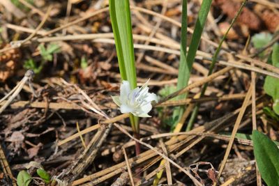 Calochortus minimus, photographed by Shawn O'Donnell