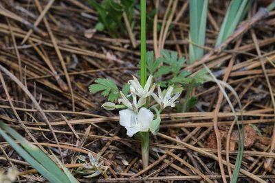 Calochortus minimus, photographed by Shawn O'Donnell