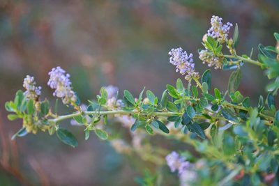 Ceanothus parvifolius, photographed by Shawn O'Donnell