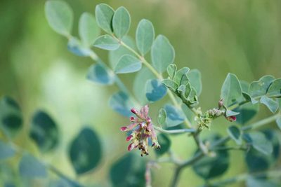 Hosackia crassifolia, photographed by Shawn O'Donnell