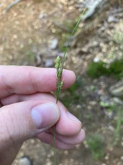 Carex virescens, photographed by Bonnie Semmling