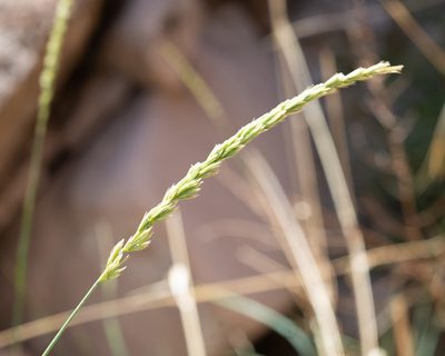 Leymus cinereus, photographed by Dominic Gentilcore