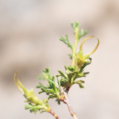 Purshia glandulosa, photographed by Dominic Gentilcore