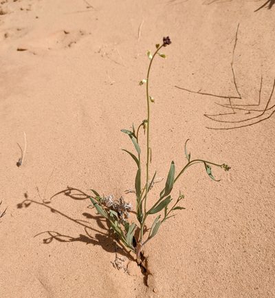 Streptanthus longirostris, photographed by Dominic Gentilcore