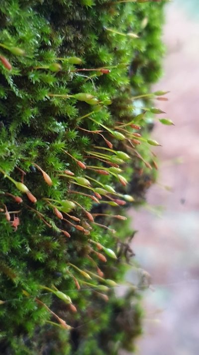 Macrocoma tenuis, photographed by Andrew Thornhill