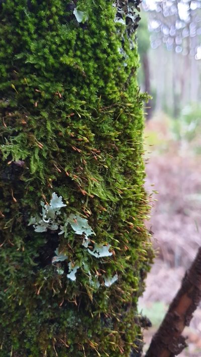 Macrocoma tenuis, photographed by Andrew Thornhill