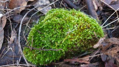 Sematophyllum homomallum, photographed by Andrew Thornhill
