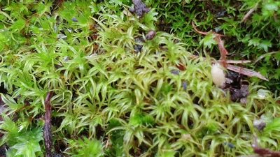 Triquetrella paradoxa, photographed by Andrew Thornhill