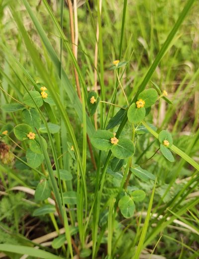 Euphorbia jenisseiensis, photographed by Юлия