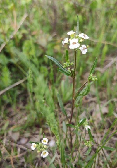 Braya humilis, photographed by Юлия
