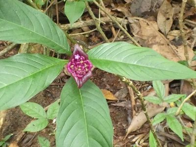 Palicourea colorata, photographed by Helio Lourencini