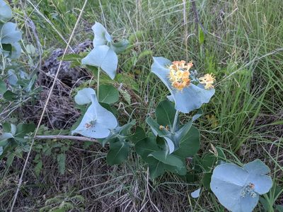 Lonicera reticulata, photographed by Ethan Rose