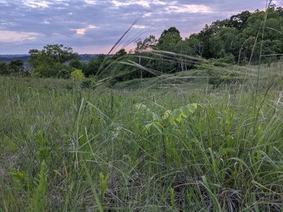 Hesperostipa spartea, photographed by Ethan Rose