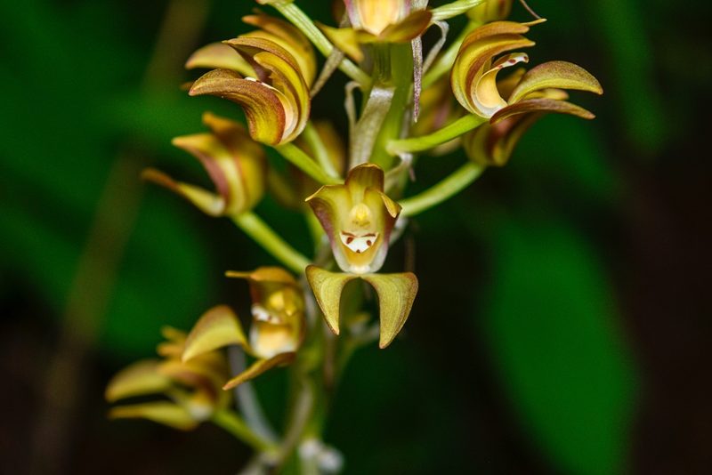 Govenia dressleriana, photographed by Saban-Sequén, E.A.