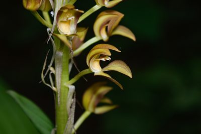 Govenia dressleriana, photographed by Saban-Sequén, E.A.