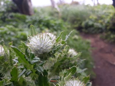 Cirsium edule, photographed by Joshua Morris