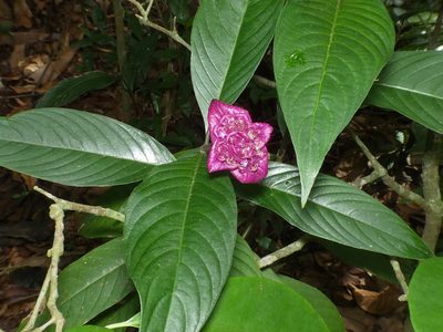 Palicourea colorata, photographed by Helio Lourencini