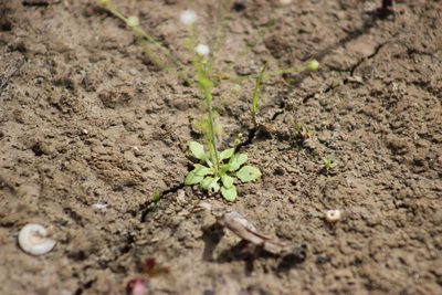 Androsace filiformis, photographed by Tatiana Strus