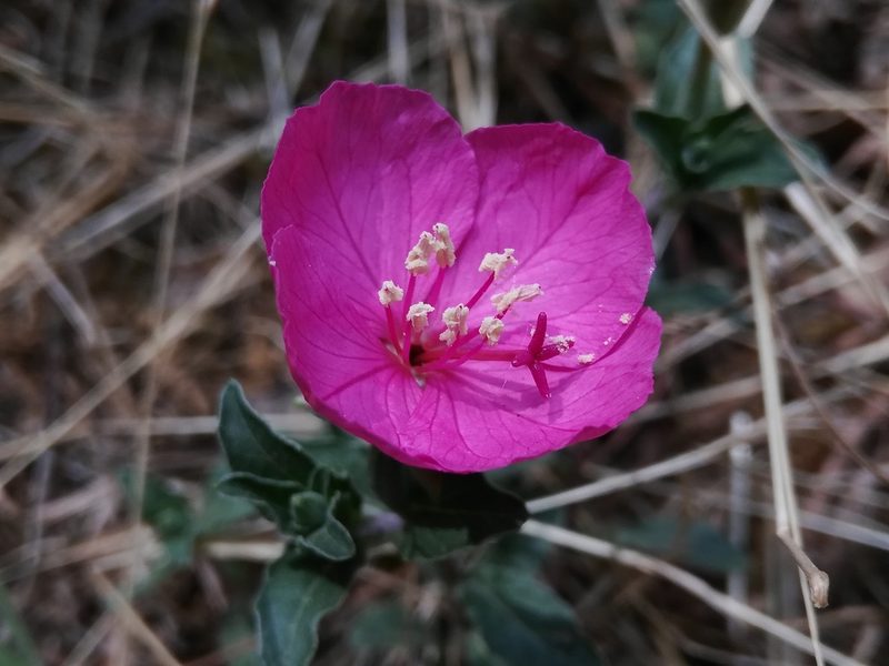 Oenothera deserticola, photographed by miguelm_b
