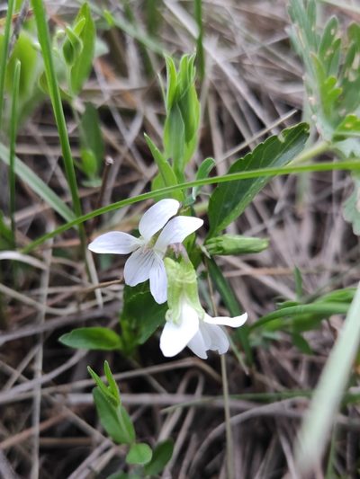 Viola stagnina, photographed by Юлия