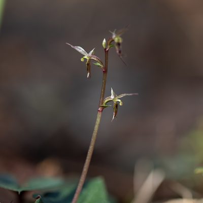 Acianthus pusillus, photographed by Kym Nicolson