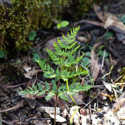 Cheilanthes austrotenuifolia, photographed by Kym Nicolson