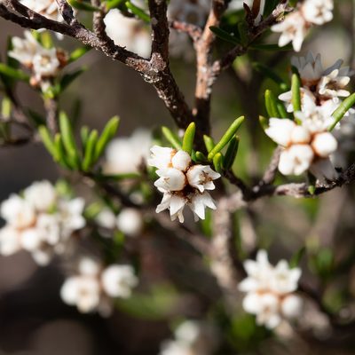 Cryptandra tomentosa, photographed by Kym Nicolson