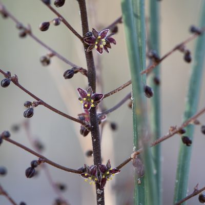 Lomandra micrantha, photographed by Kym Nicolson